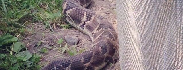 Rattlesnake Round Up is one of Lugares favoritos de Alan.