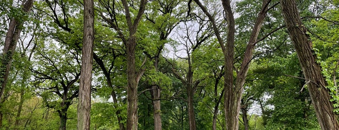 Oldfield Oaks Forest Preserve is one of Forest Preserves.