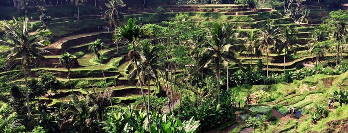 Tegallalang Rice Terraces is one of Locais curtidos por Leah.