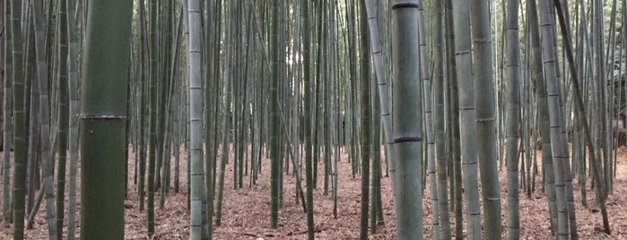 Arashiyama Bamboo Grove is one of Orte, die Eduardo gefallen.