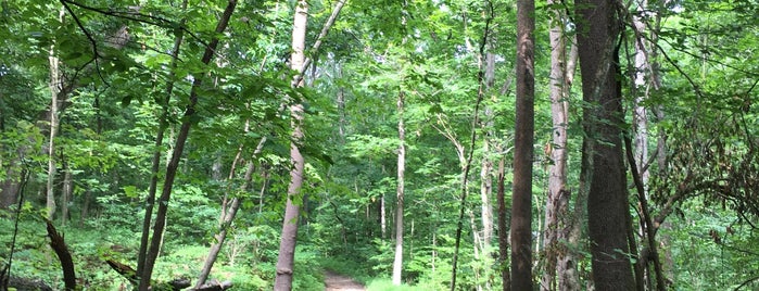 Greensfelder County Park is one of St. Louis.