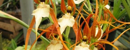 orchids.in.ua is one of Yuliia'nın Kaydettiği Mekanlar.