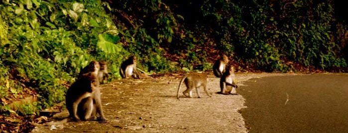 Mongkey Forest is one of Must Visit in Lombok, Indonesia.