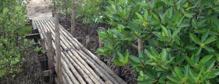 Phuket Mangrove Forest is one of Phuket.