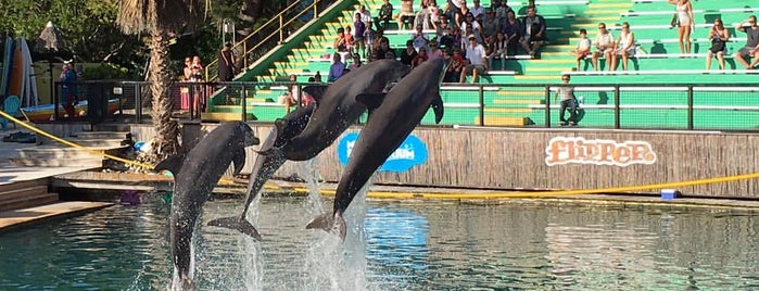 Flipper Dolphin Show is one of Miami.