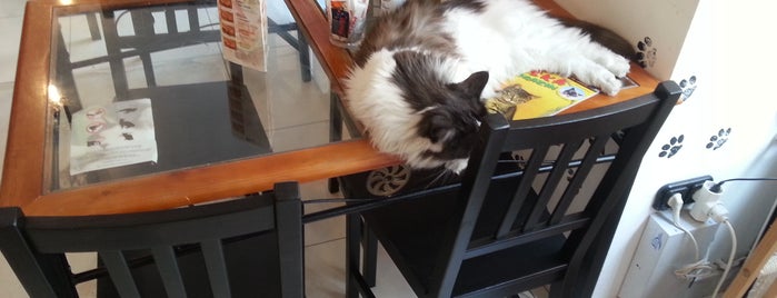 Cat Café is one of Robival♥.