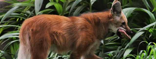 Fundação Parque Zoológico de São Paulo is one of Locais.