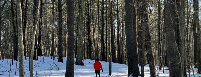 Nagog Hill Conservation Land is one of Dog walking trails.