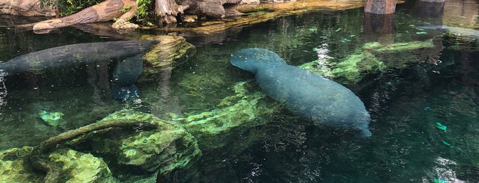 Manatee Rehabilitation is one of SeaWorld - Orlando.