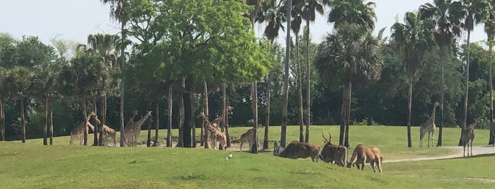 Giraffe! is one of Busch Gardens Tampa.