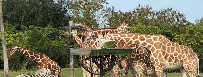Giraffe! is one of Lizzie : понравившиеся места.
