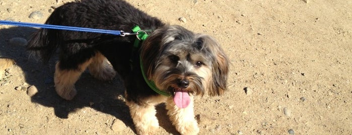 Runyon Canyon Park is one of Where Pet's Can Play in LA.