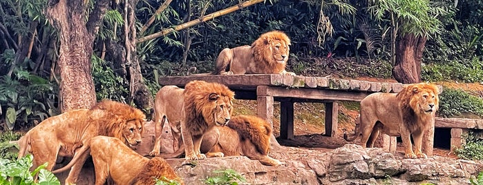 Chimelong Safari Park is one of Guangzhou - China.