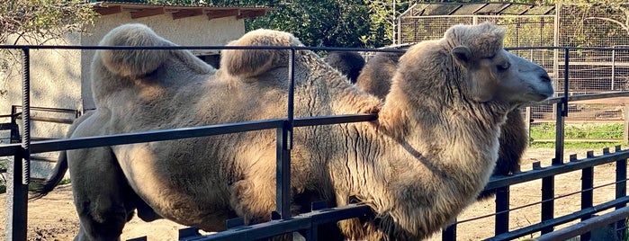 Рівненський зоопарк / Rivne Zoo is one of wf.