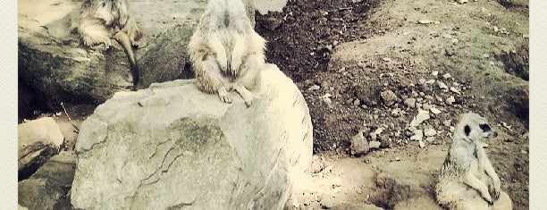 Meerkat Dome is one of Tempat yang Disukai Alison.