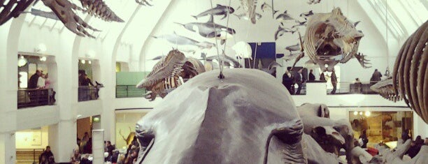 Museo de Historia Natural is one of TLC - London - to-do list.
