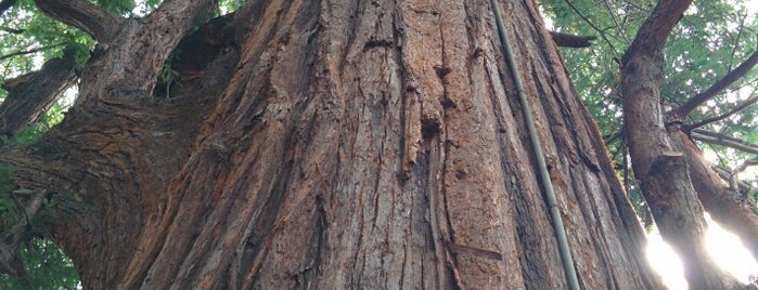 El Palo Alto Redwood Tree is one of E poi un giorno un napoletano finì nella Valley....