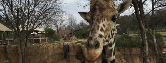 Dallas Zoo is one of Hang With Baby Giraffes and Giant Pandas.