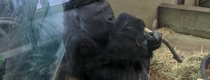 Gorillahuis is one of Top picks for Zoos or Aquariums.