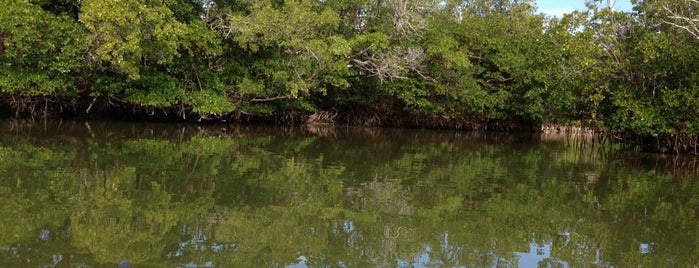 Rookery Bay National Estuarine Research Reserve is one of Locais curtidos por Wendy.