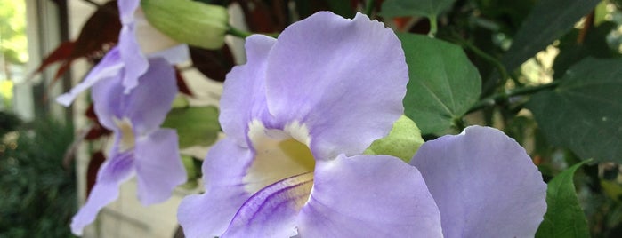 板橋区立 熱帯環境植物館 is one of 動物園・水族館・植物園.