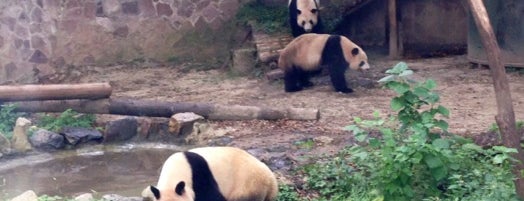 Шанхайский зоопарк is one of Shanghai.