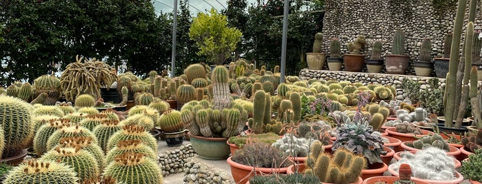 Cactus Valley is one of My Honeymoon.