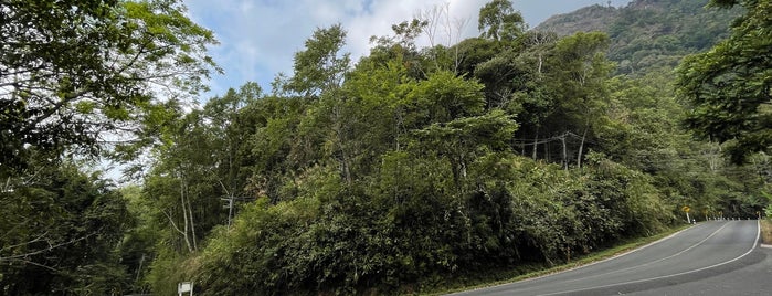 Chompoo Phu Ka Tree is one of พะเยา แพร่ น่าน อุตรดิตถ์.