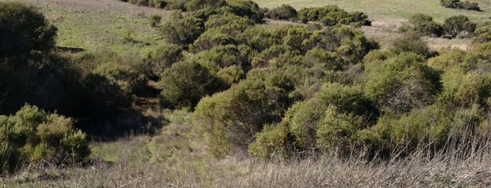 Windy Hill Open Space Preserve is one of Dog hikes on the Peninsula.