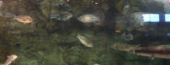 Bass Pro Shops is one of Top 10 favorites places in Rossford, Ohio.