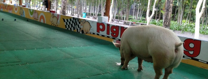 Pig Racing is one of Bangkok, Thailand.