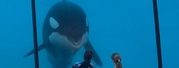 Marineland is one of Antibes.