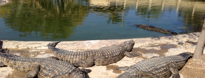 The Crocodile Farm is one of Krásy Tuniska.