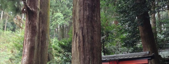 八坂神社(西山) is one of この木なんの樹?気になる巨樹.