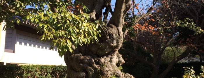奈良国立博物館のアラカシの古木 is one of この木なんの樹?気になる巨樹.