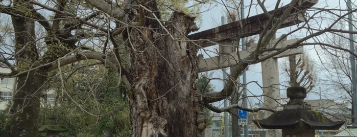 天満神社(根成柿) is one of この木なんの樹?気になる巨樹.
