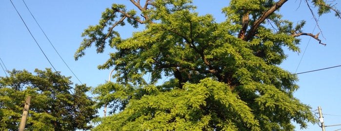 白龍大明神のサイカチ(西柏) is one of この木なんの樹?気になる巨樹.