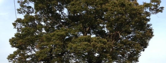 祇園社(名柄) is one of この木なんの樹?気になる巨樹.