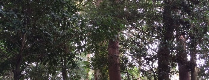 八王子神社(石打) is one of この木なんの樹?気になる巨樹.