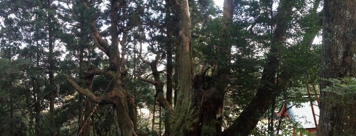 八ツ房杉 is one of この木なんの樹?気になる巨樹.