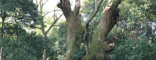 奈良豆比古神社のクスノキ is one of この木なんの樹?気になる巨樹.