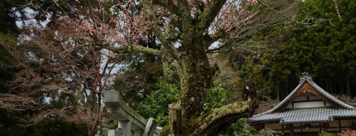宇賀神社 is one of この木なんの樹?気になる巨樹.