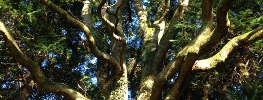 山の辺の道茅原のクスノキ is one of この木なんの樹?気になる巨樹.
