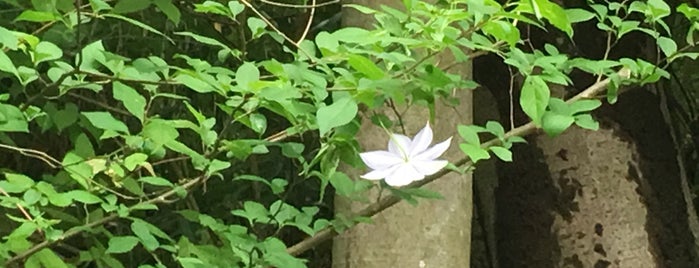 大和の風物詩 5月
