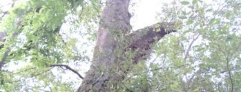 岩壺のエノキの巨木 is one of この木なんの樹?気になる巨樹.