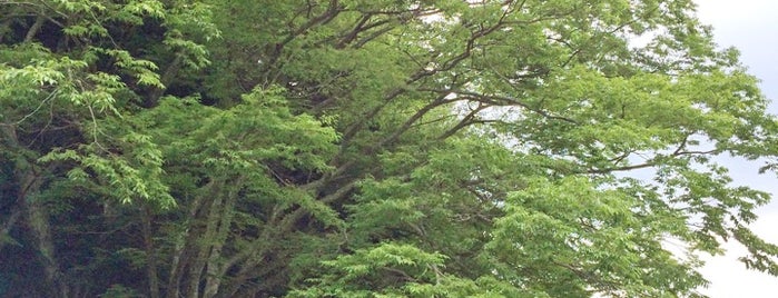 岩倉稲荷のケヤキ is one of この木なんの樹?気になる巨樹.