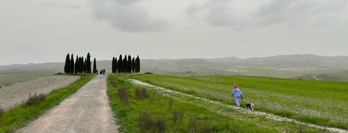 Cipressi Di San Quirico D'orcia is one of Must Tuscany.