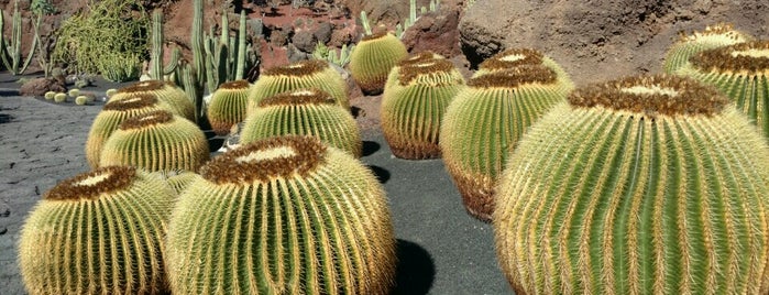 Jardin de Cactus is one of Best of Lanzarote, Canaries.