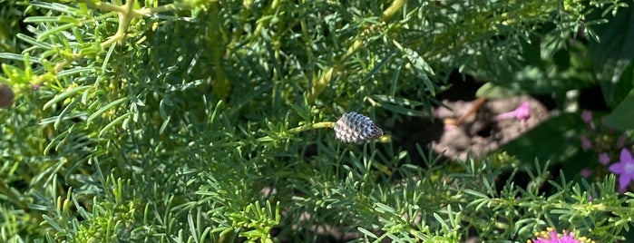 Local Gardens