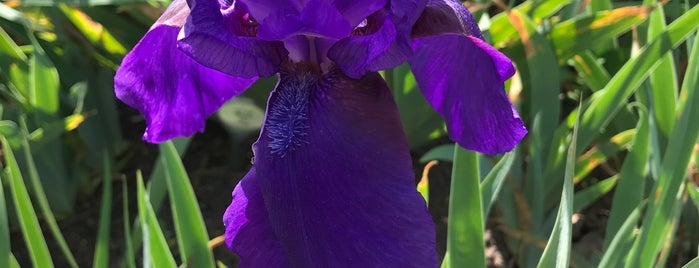 Presby Memorial Iris Gardens is one of BECKYさんのお気に入りスポット.